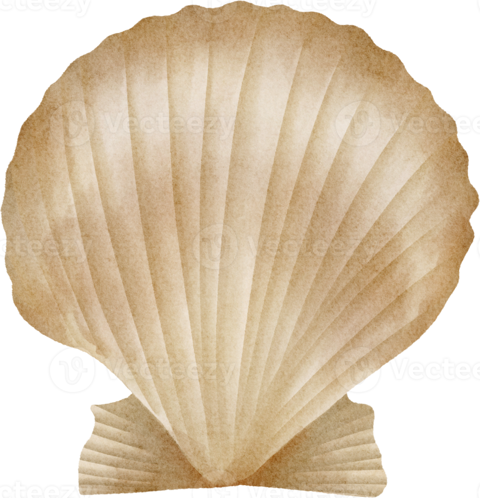 watercolor scallop shell clip art png