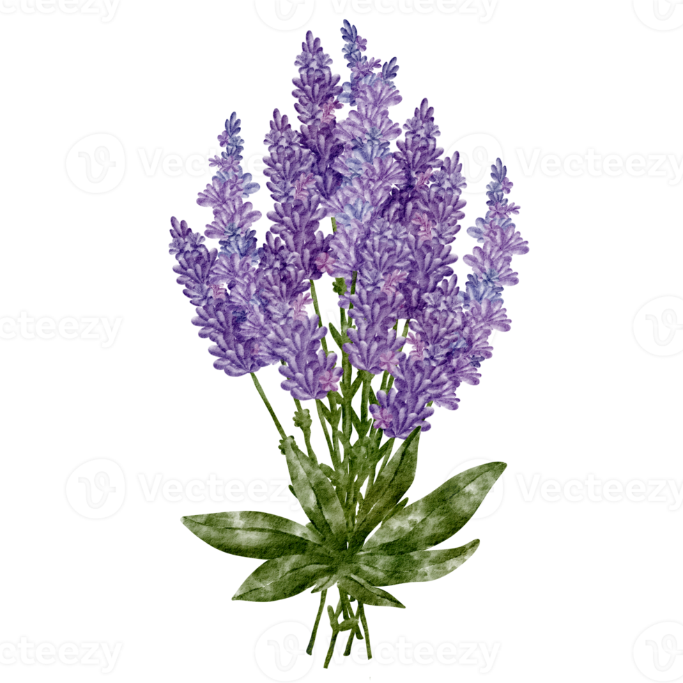 watercolor lavender flower clip art png