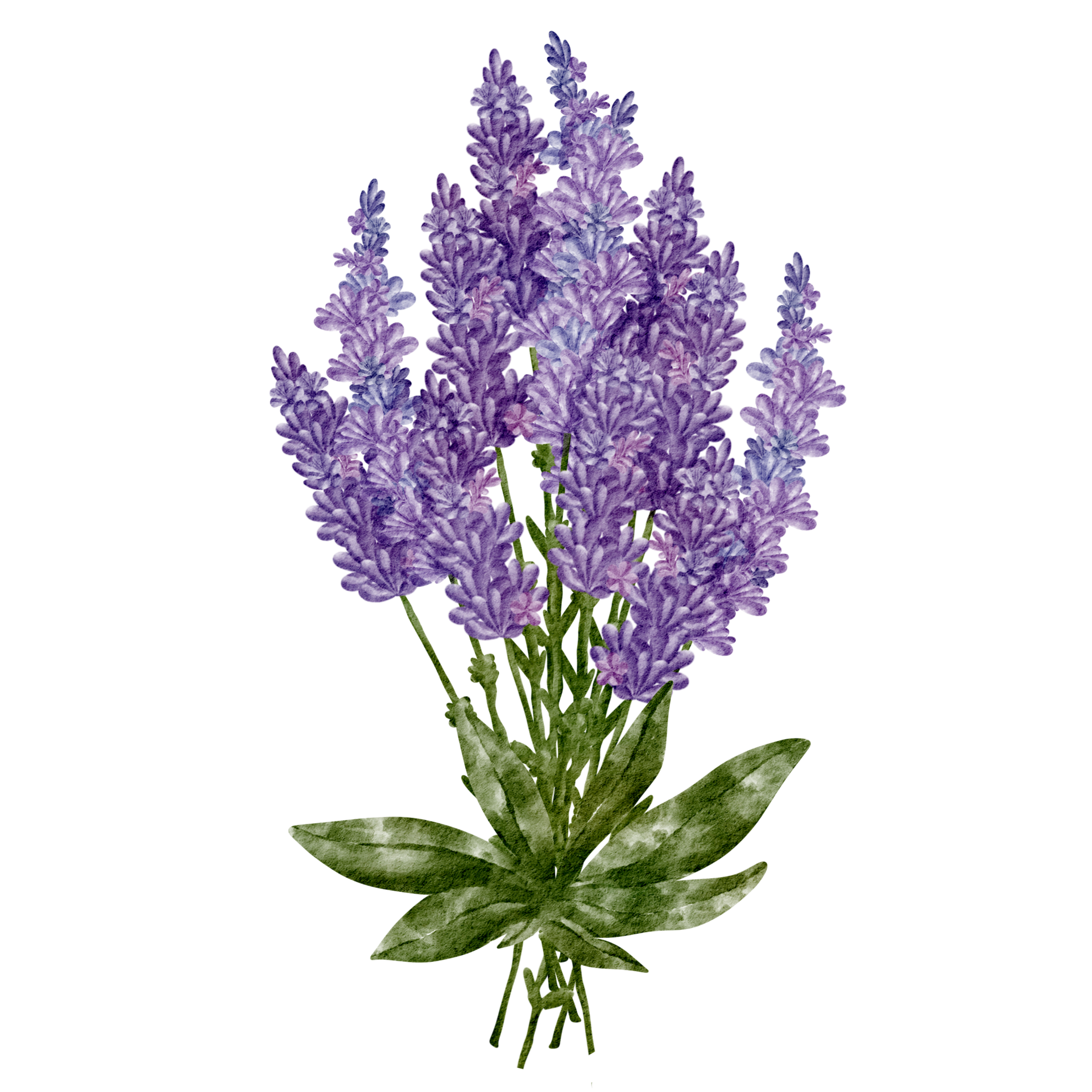 Free clipart de flor de lavanda acuarela 16536685 PNG with Transparent  Background