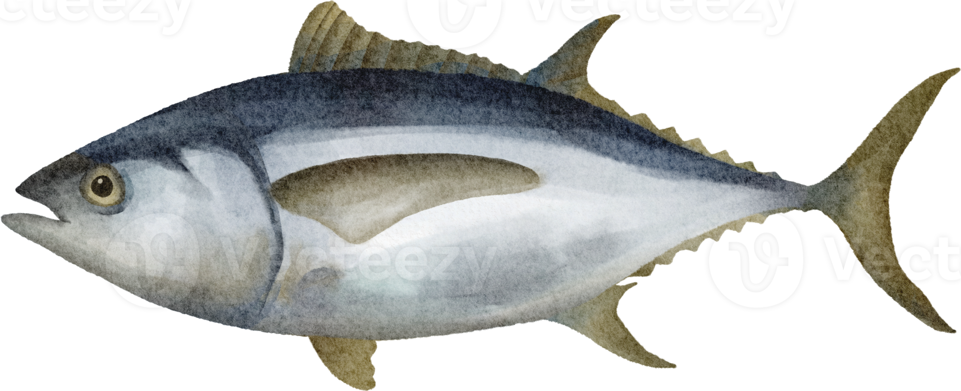 vattenfärg fisk tonfisk png