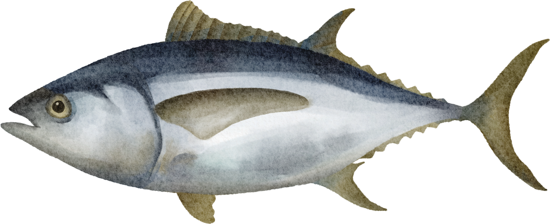 watercolor fish tuna 16536687 PNG