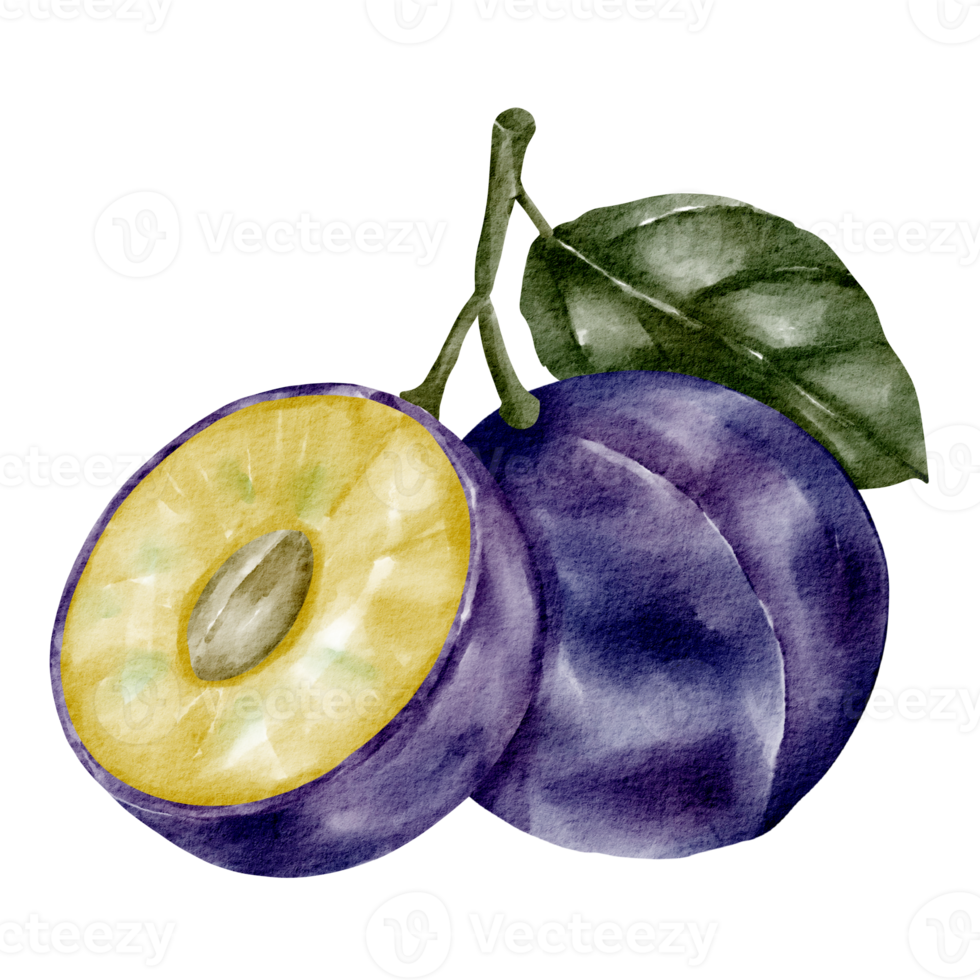 watercolor plum element fruit png