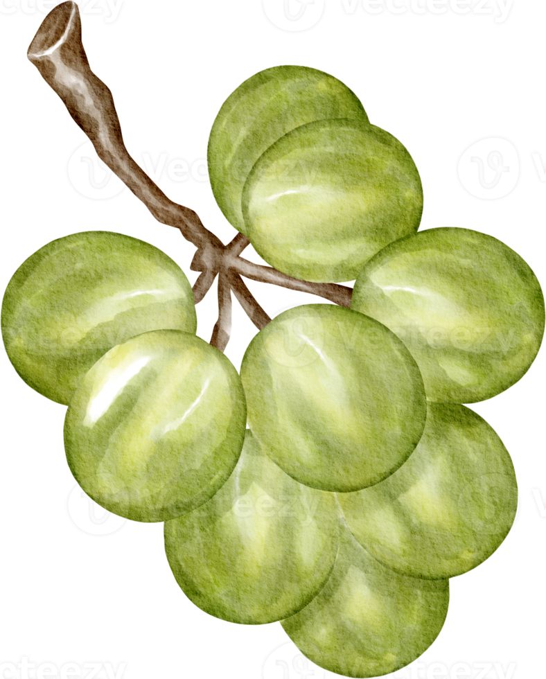 raisin vert aquarelle png