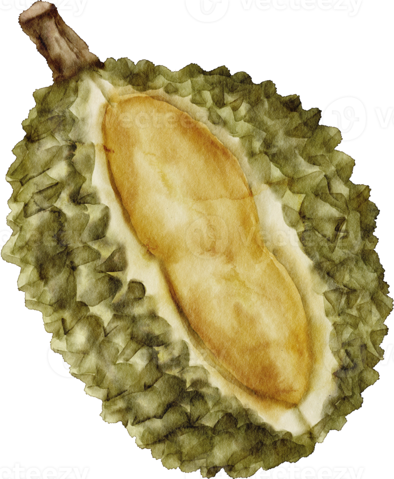 watercolor durian fruit clip art png