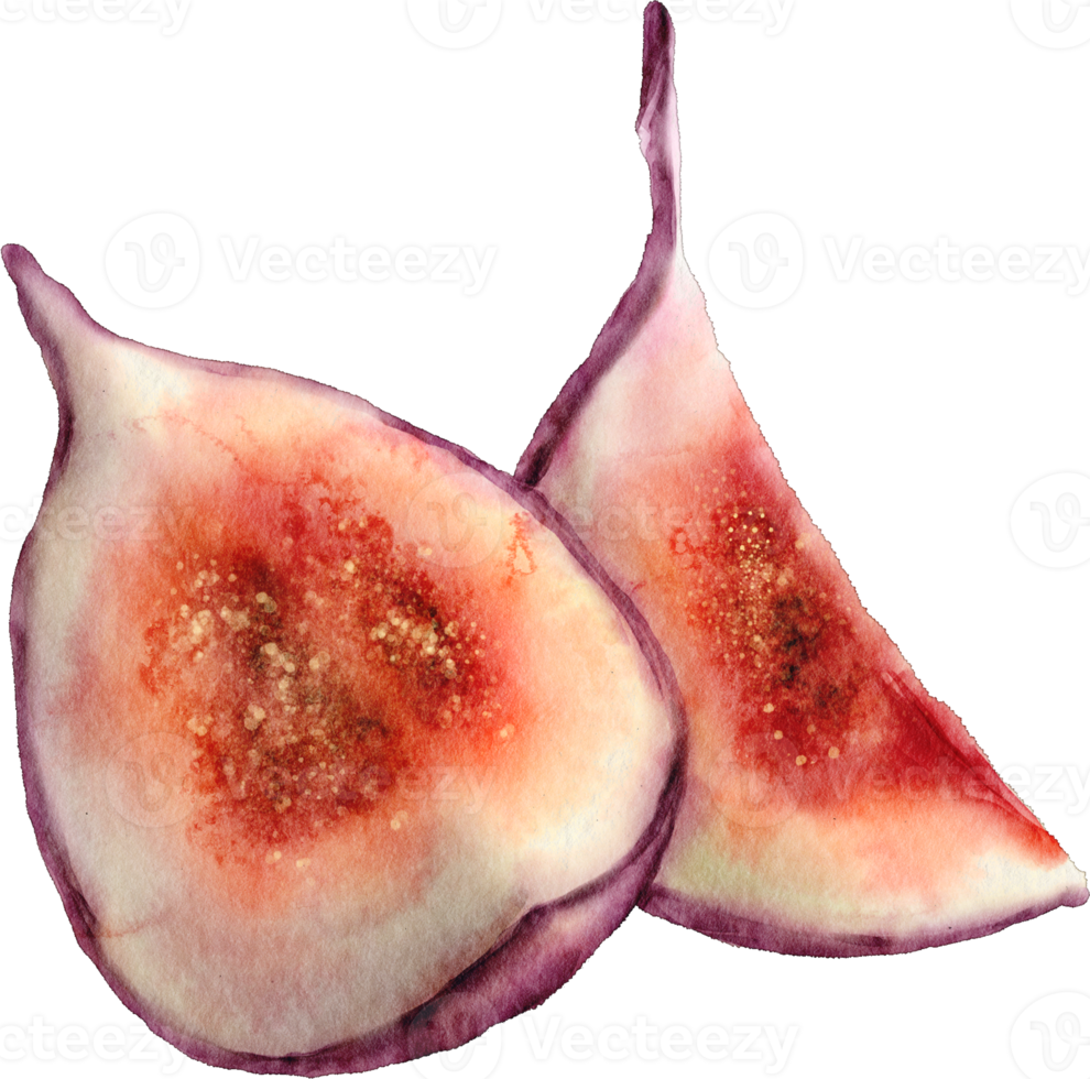 vattenfärg fikon frukt klämma konst png