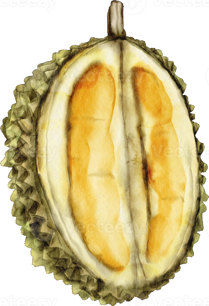 watercolor durian fruit clip art png