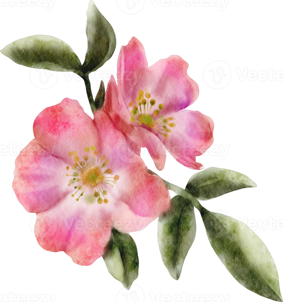 fleur de rose sauvage aquarelle png