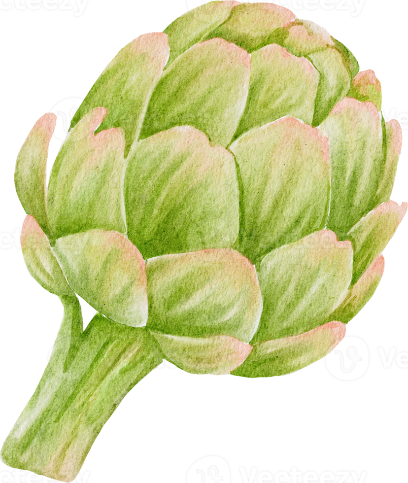 alcachofra aquarela vegetal png