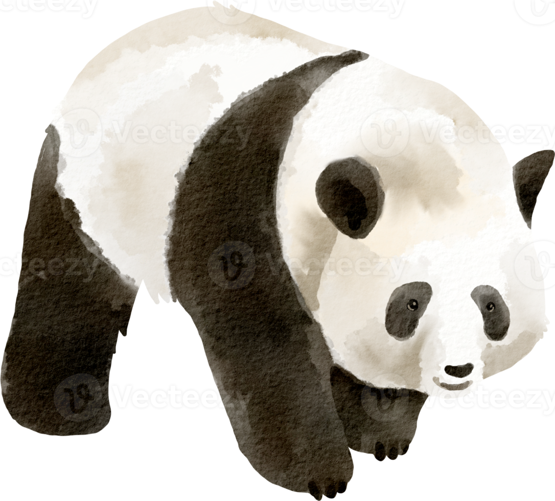 clip art lindo panda acuarela png