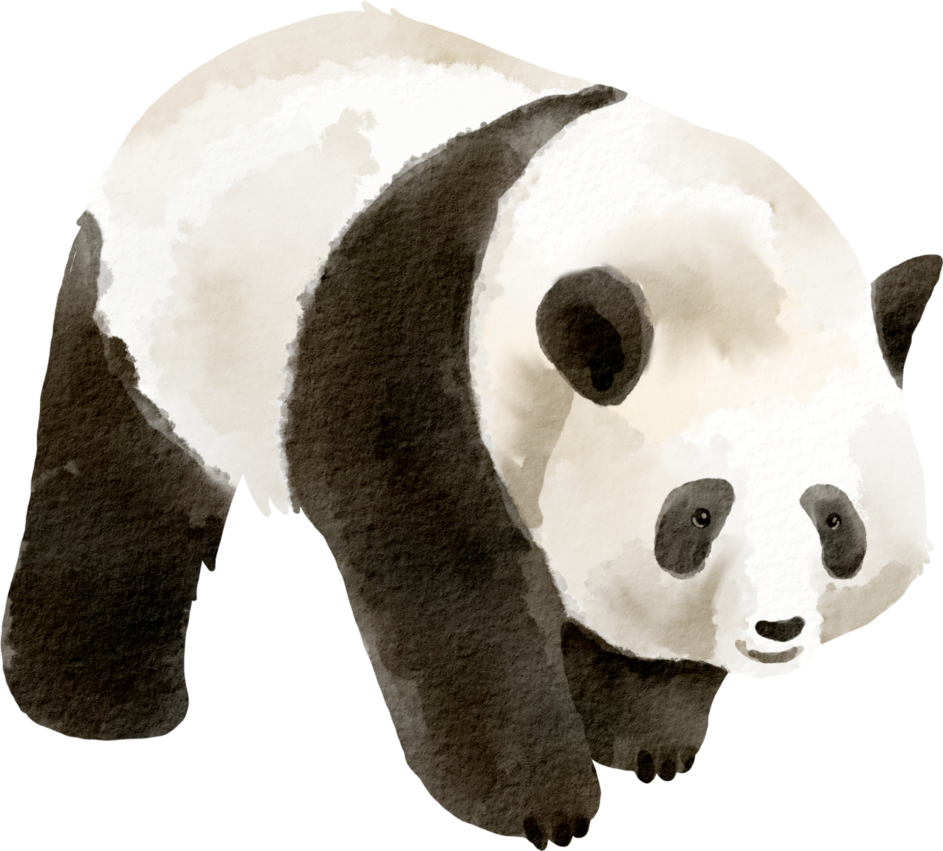 Panda PNG , Panda PNG Clipart, Panda PNG Clipart, Panda Imagem PNG