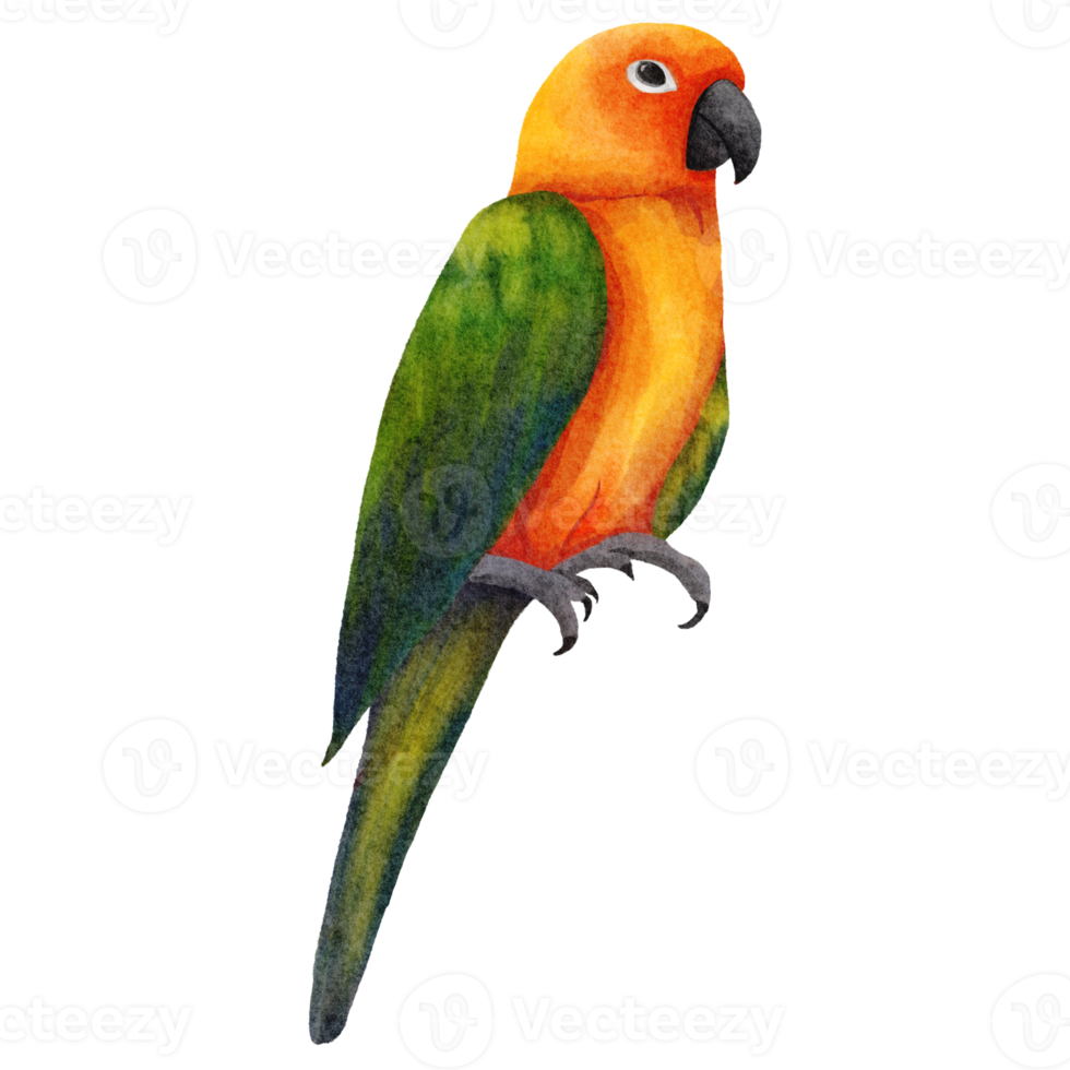 pássaro papagaio aquarela png