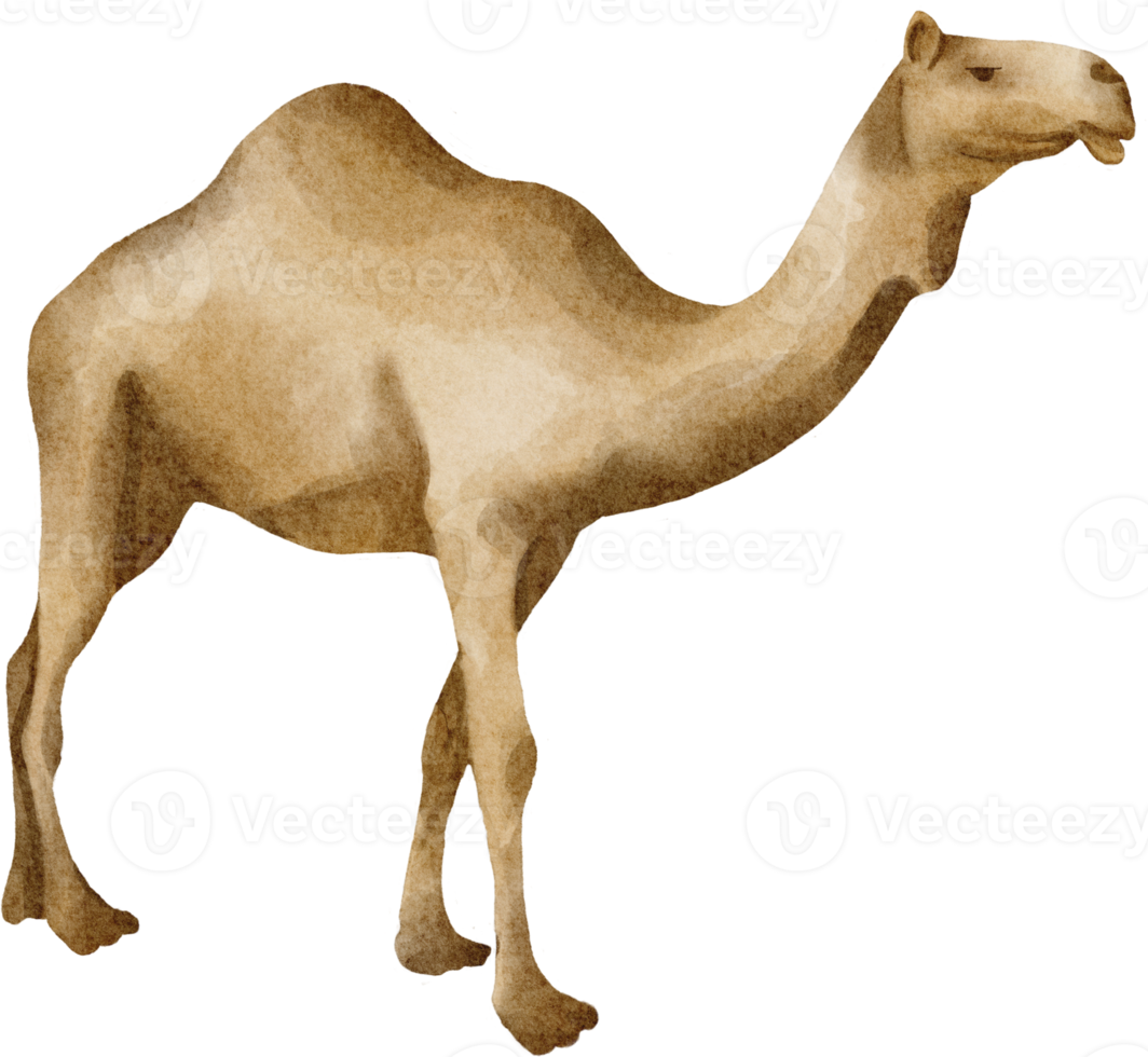 camel watercolor clip art png