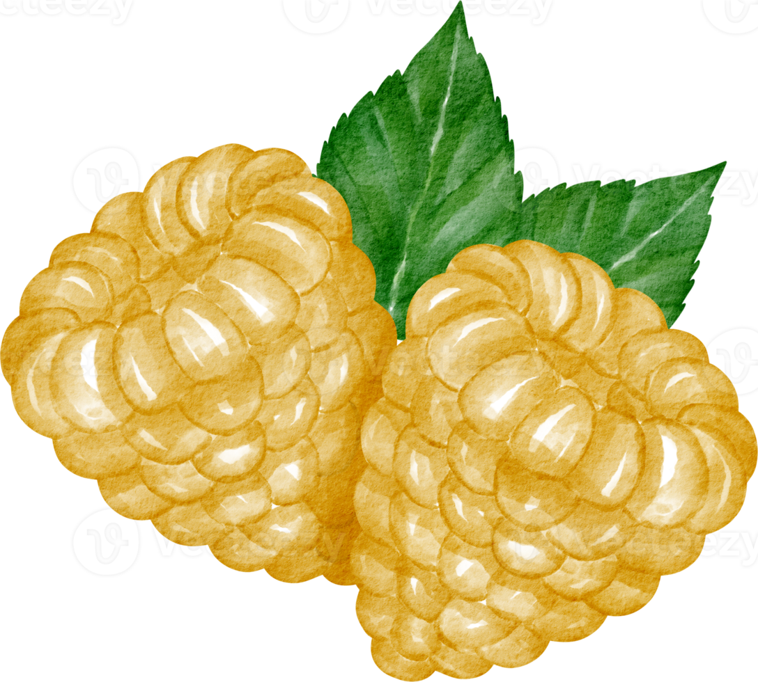 watercolor raspberry yellow fruit png