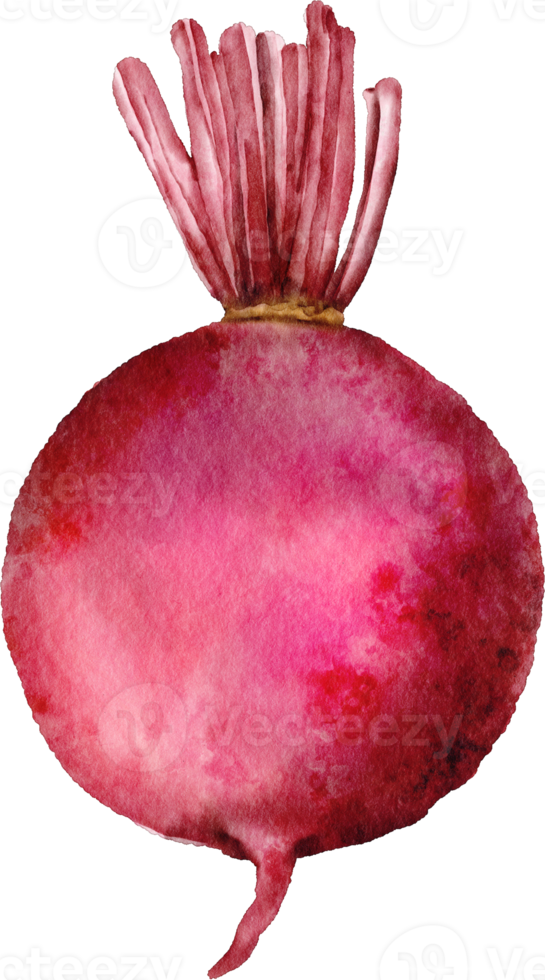 watercolor beetroot vegetable png