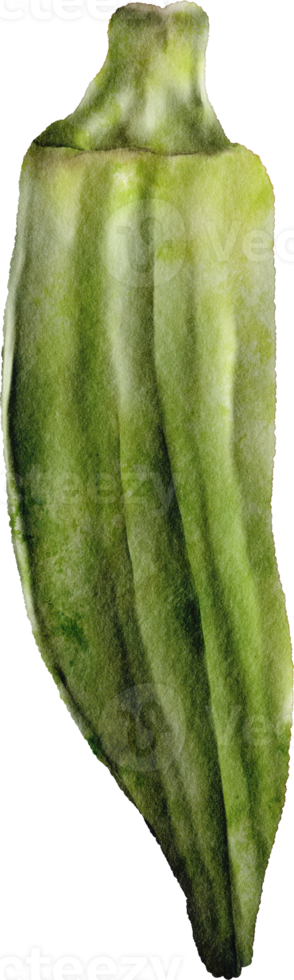 okra vegetable watercolor png