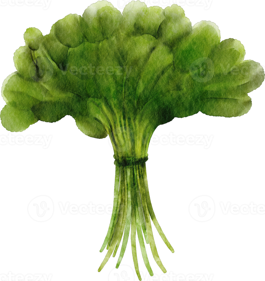 watercolor spinach vegetable png