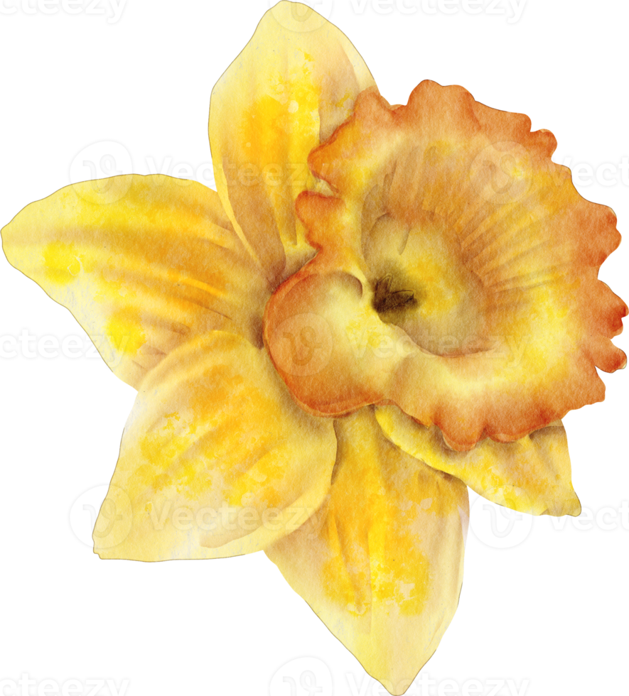 watercolor daffodil flower png