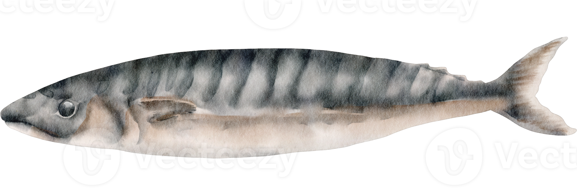 watercolor mackerel fishing 16537422 PNG