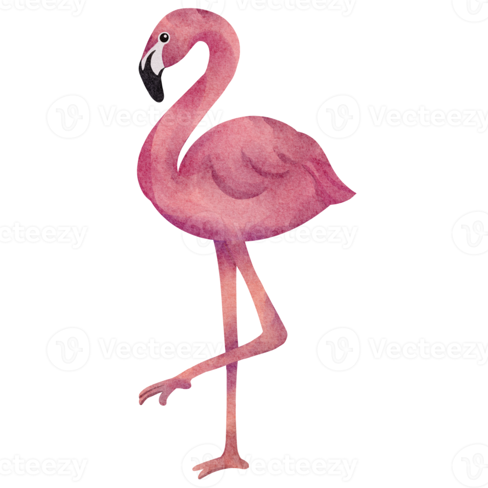 watercolor flamingo animal element png