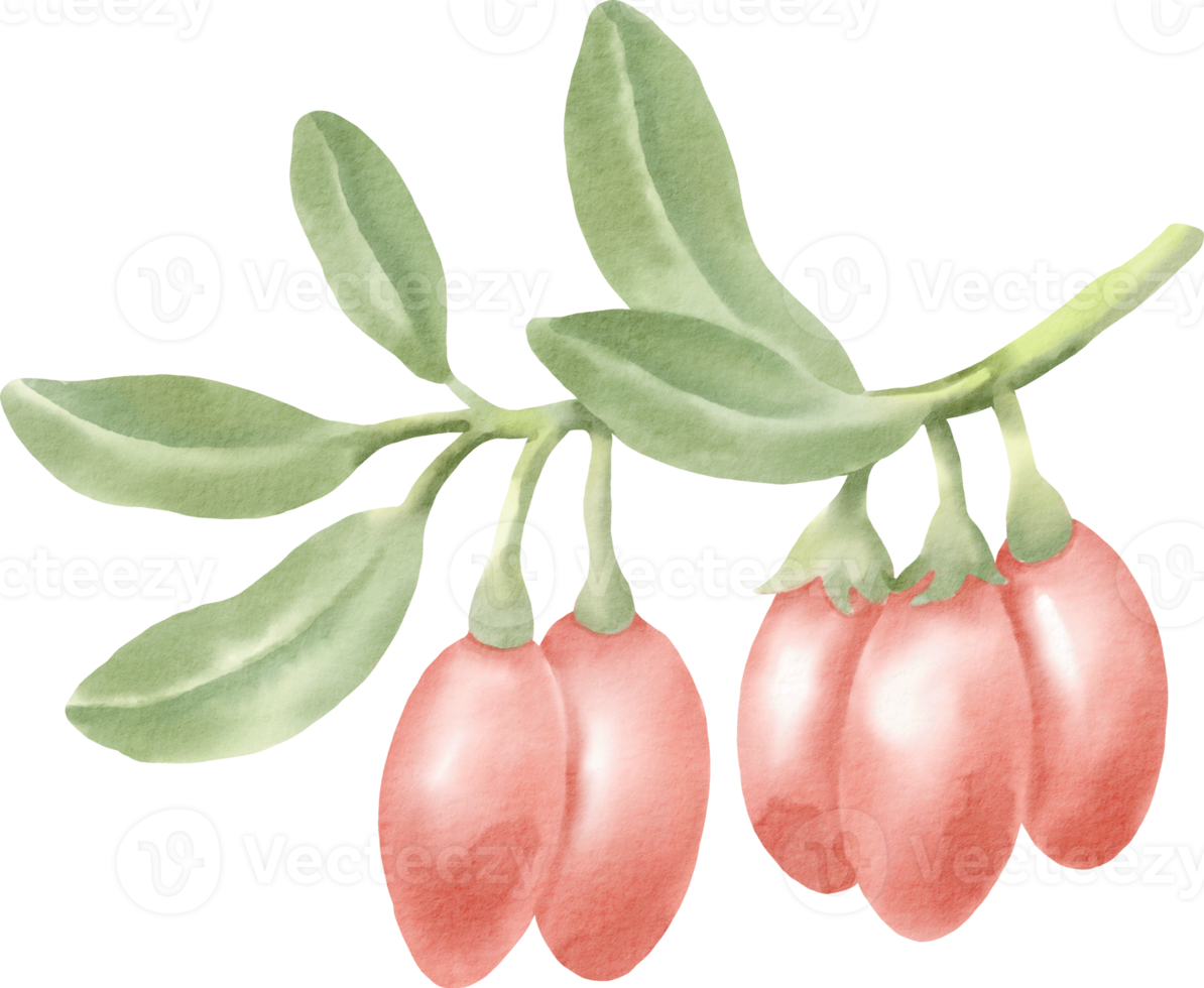 aquarell gojiberry clipart beere png