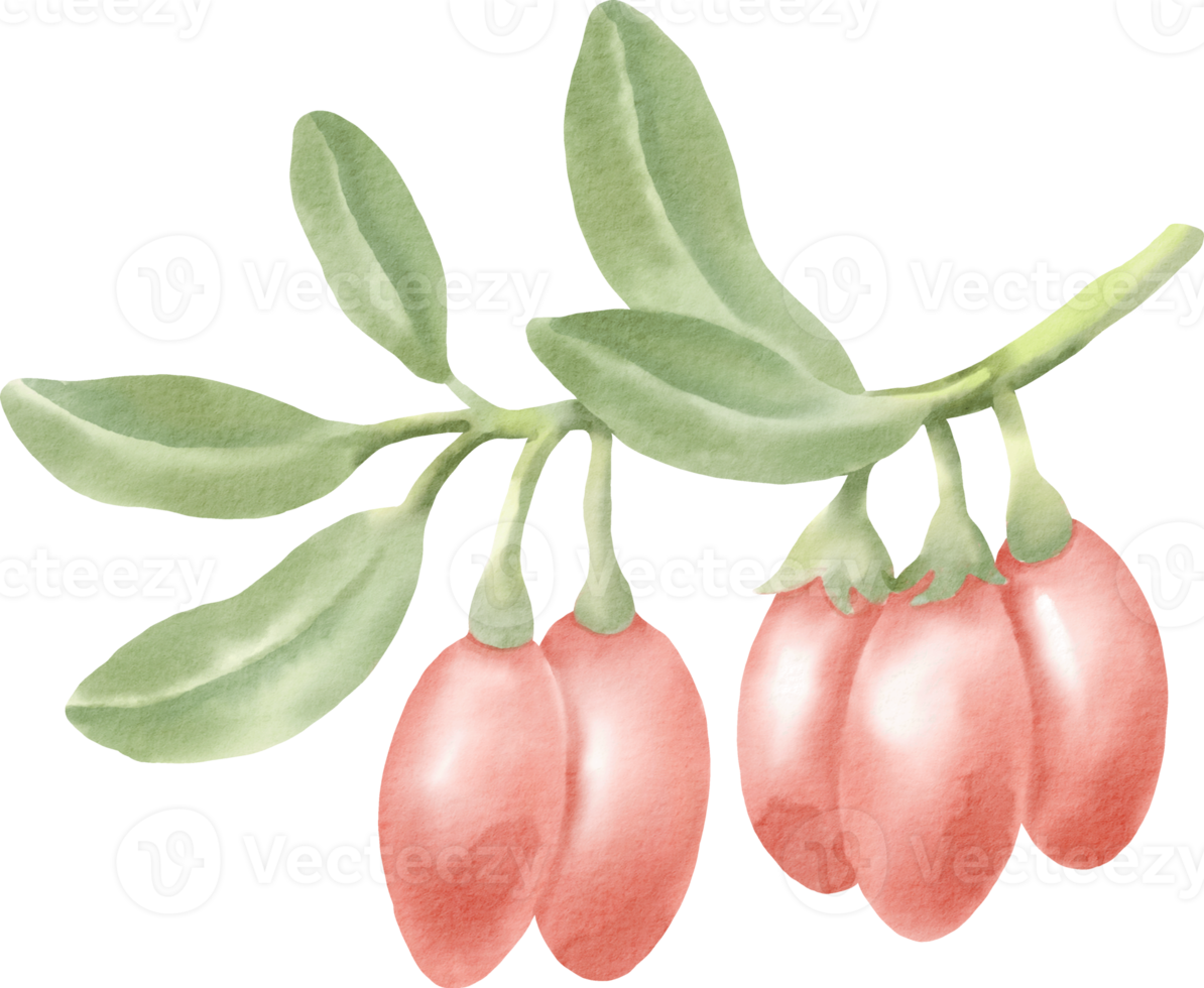 acuarela gojiberry clip art baya png