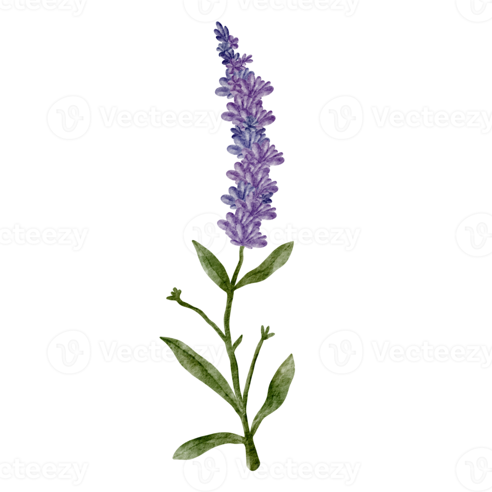 Free clipart de flor de lavanda acuarela 16537618 PNG with Transparent  Background