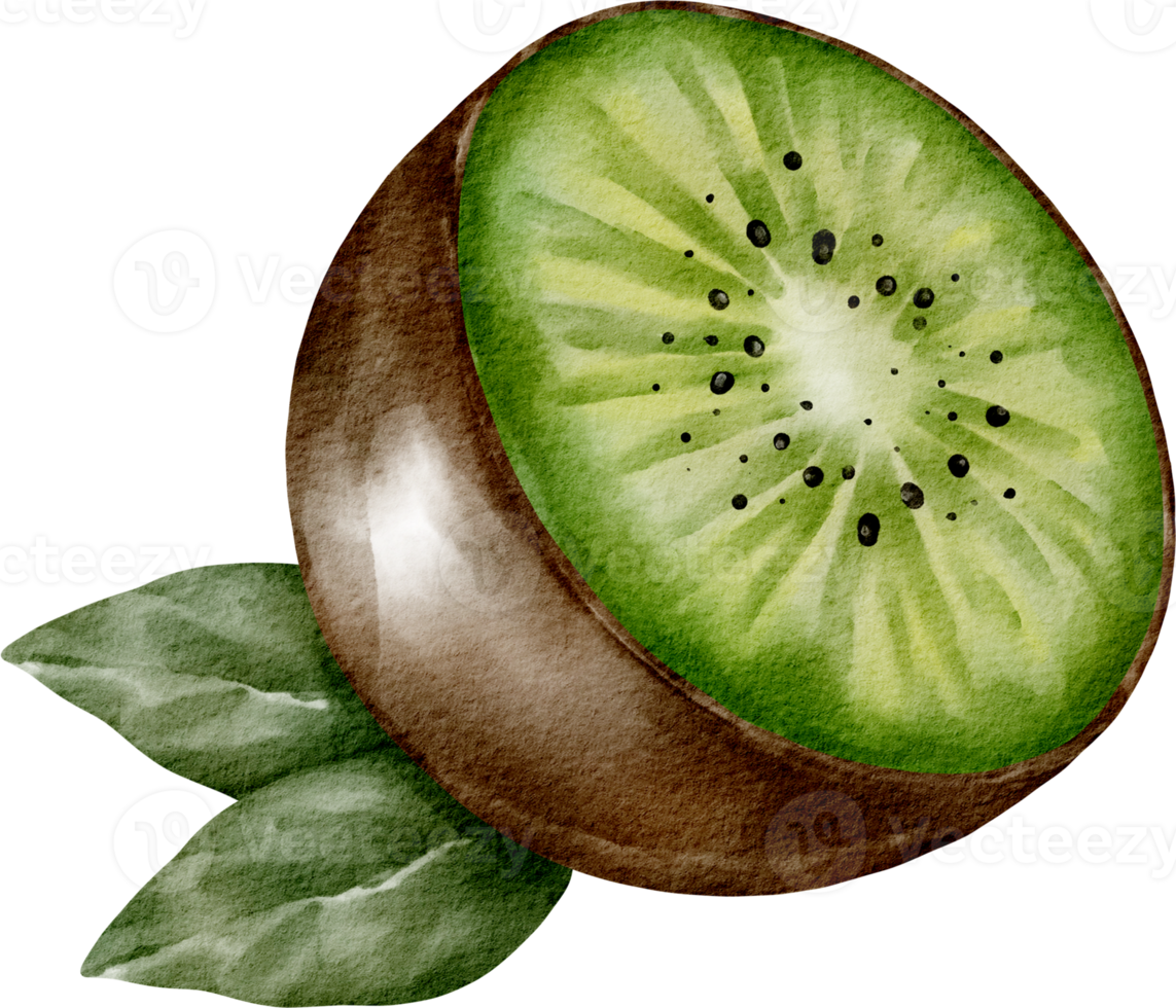 watercolor kiwi fruit element png