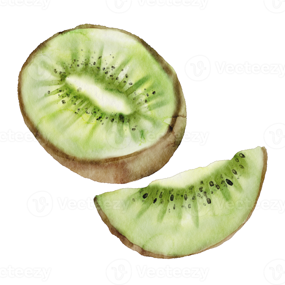 vattenfärg kiwi frukt klämma konst png