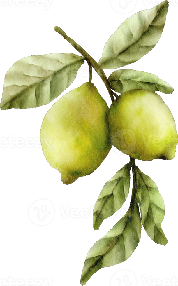 watercolor lime clip art fruit png