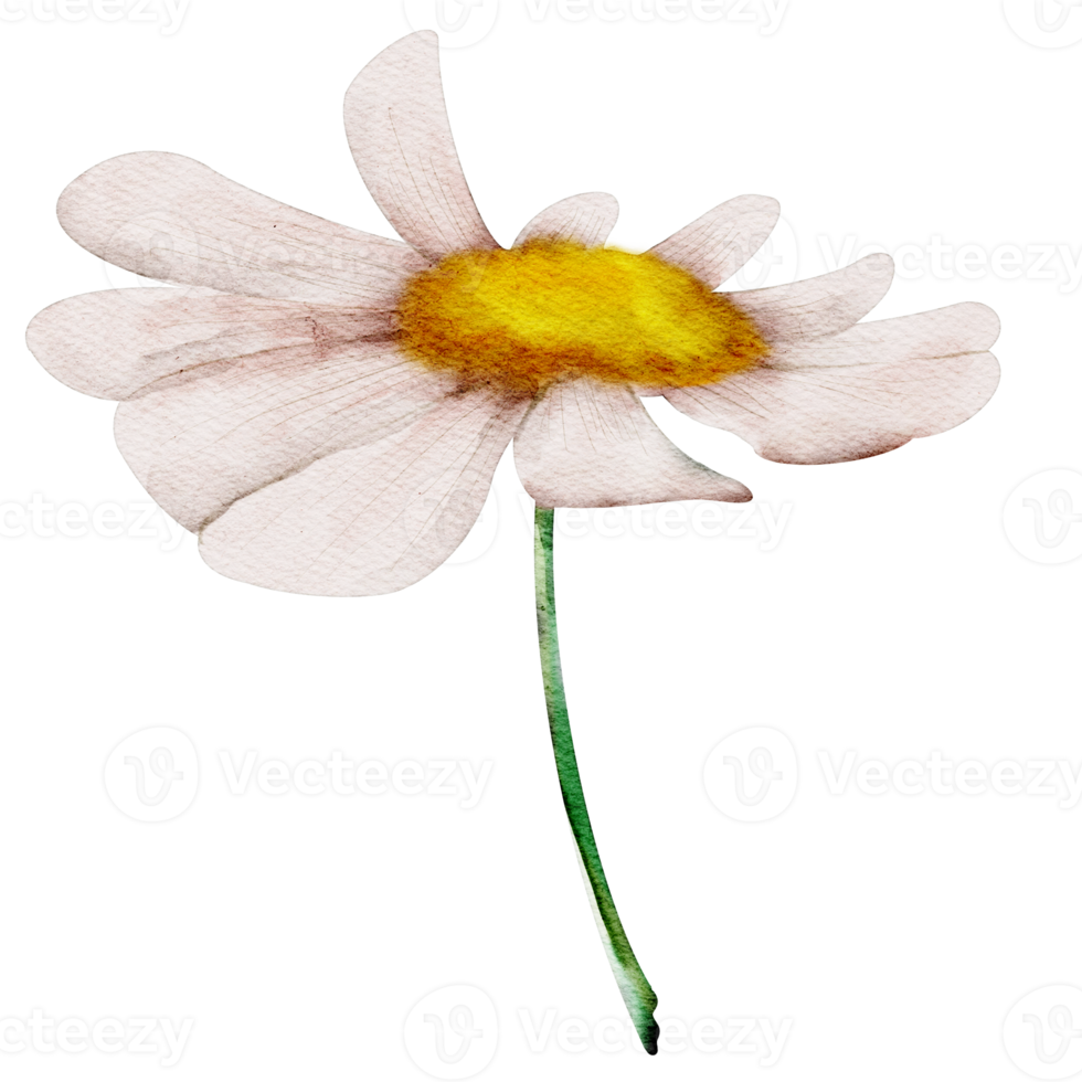 watercolor chamomile flower png