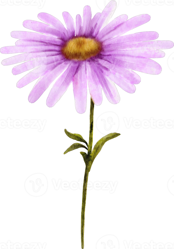 vattenfärg aster blomma png