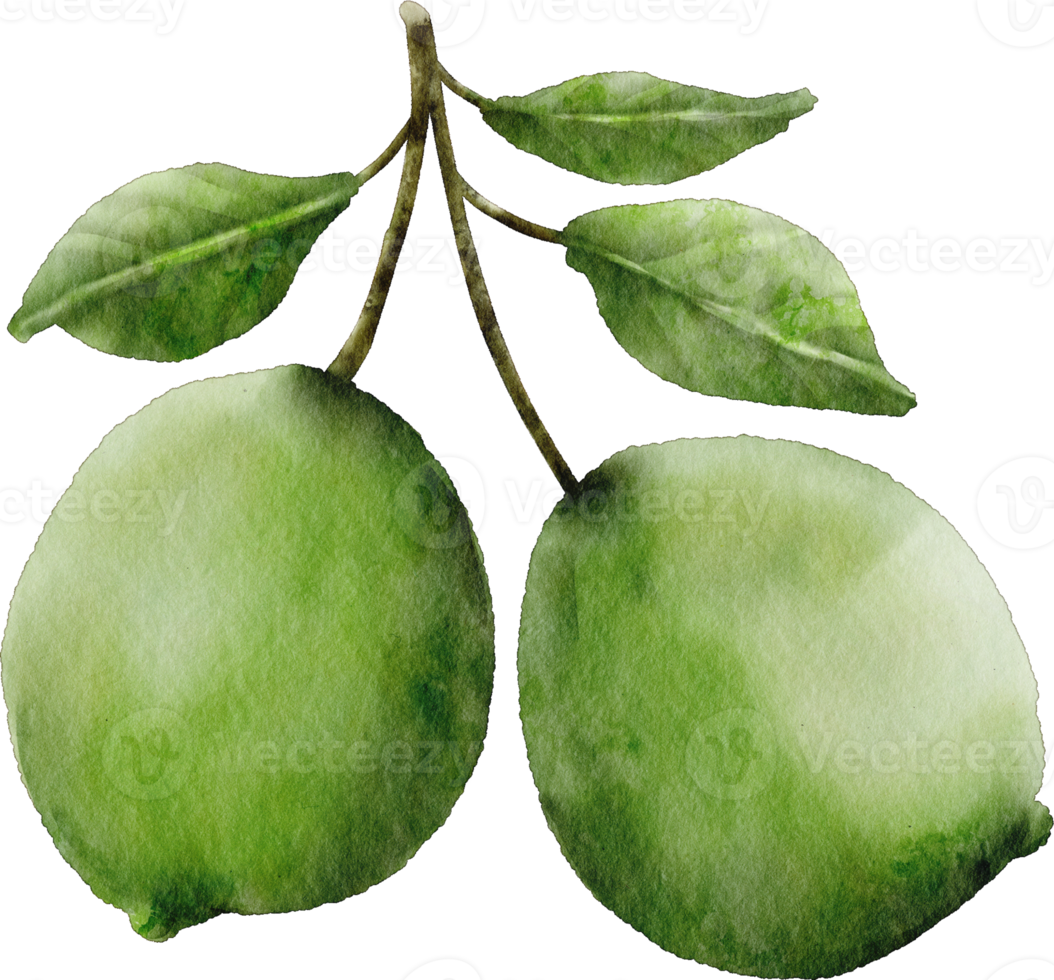 waterverf limoen klem kunst fruit png