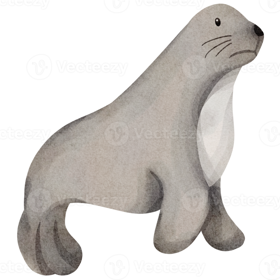watercolor seal animal element png