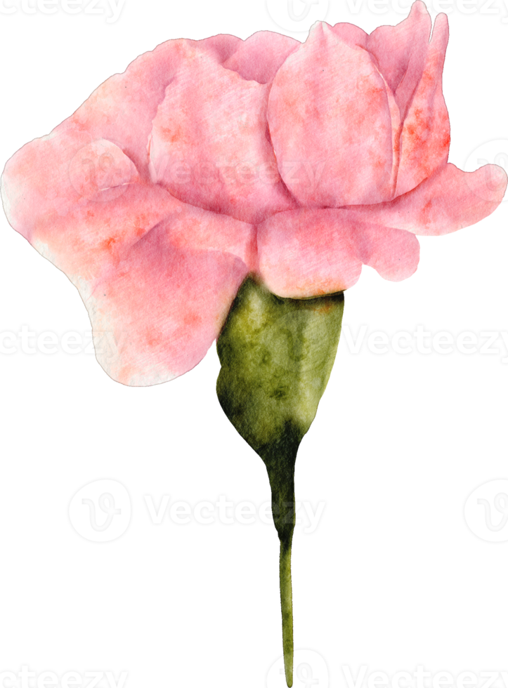 watercolor carnation flower png