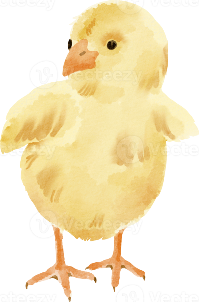 clip art de pollito acuarela png