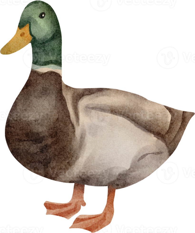 clipart de pato em aquarela png