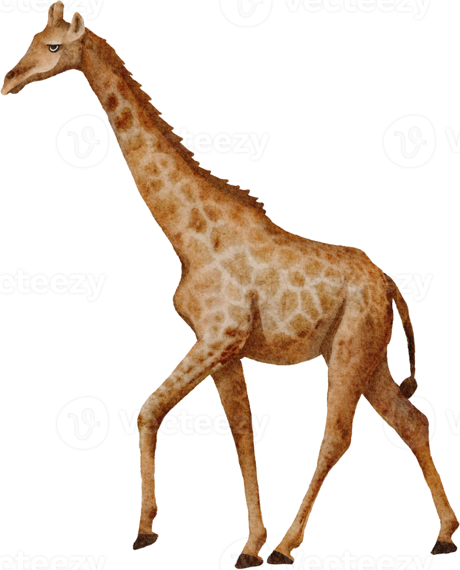 Giraffe Clip Art Drawing Cartoon Mammal Png 800x800px - vrogue.co