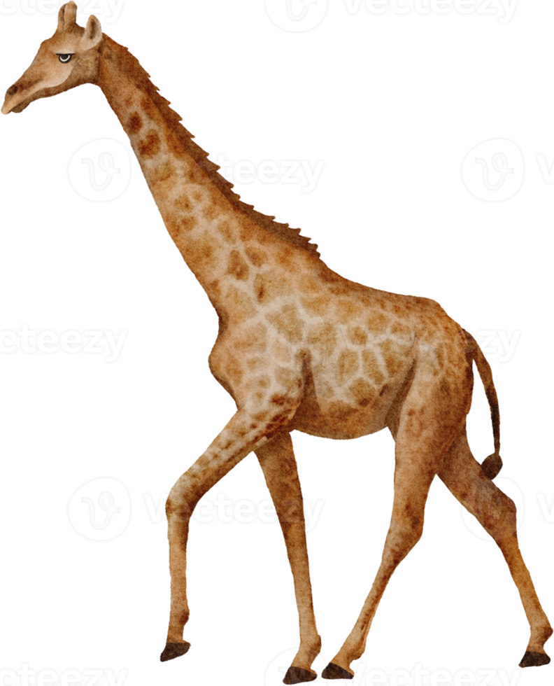 waterverf giraffe klem kunst png