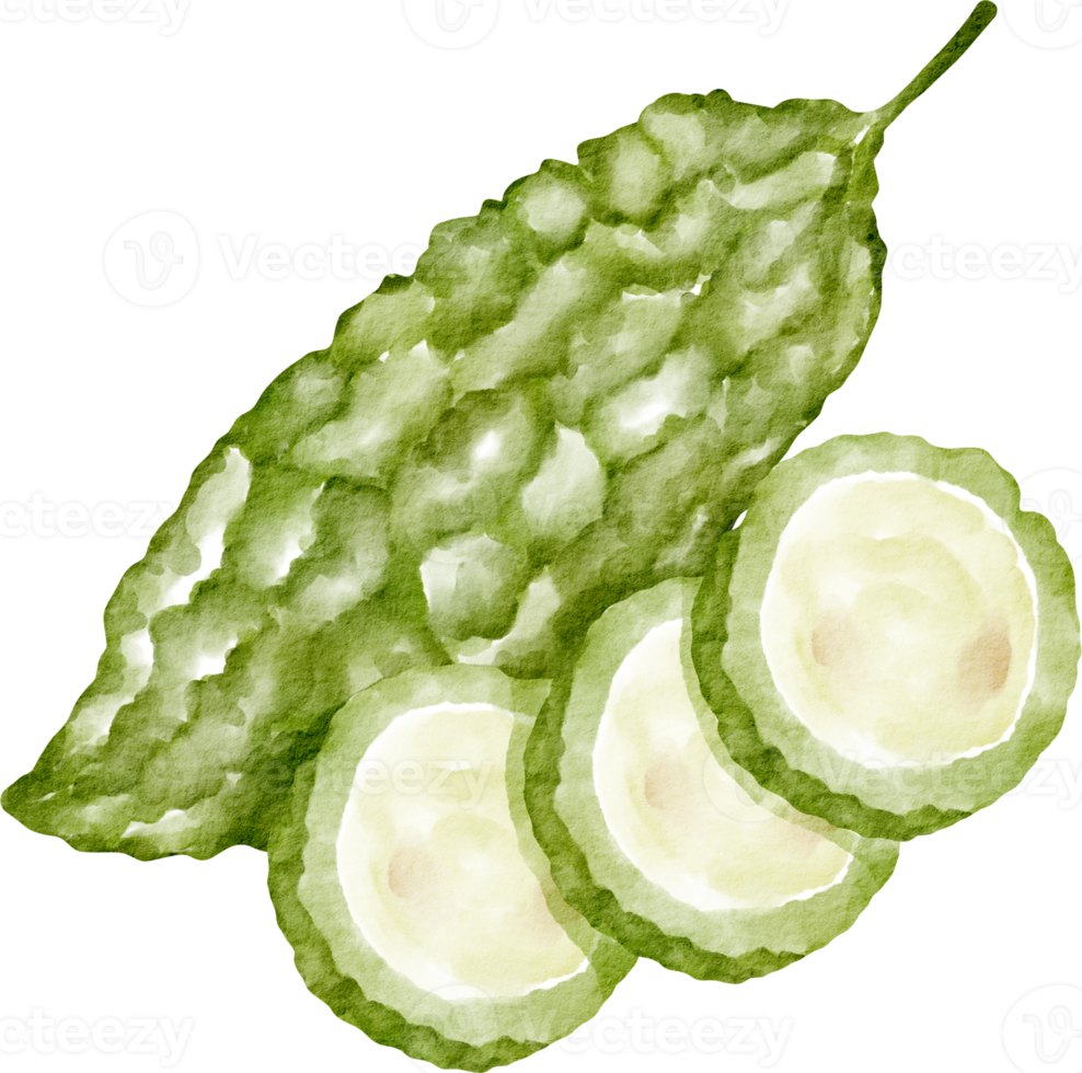 watercolor bitter gourd png