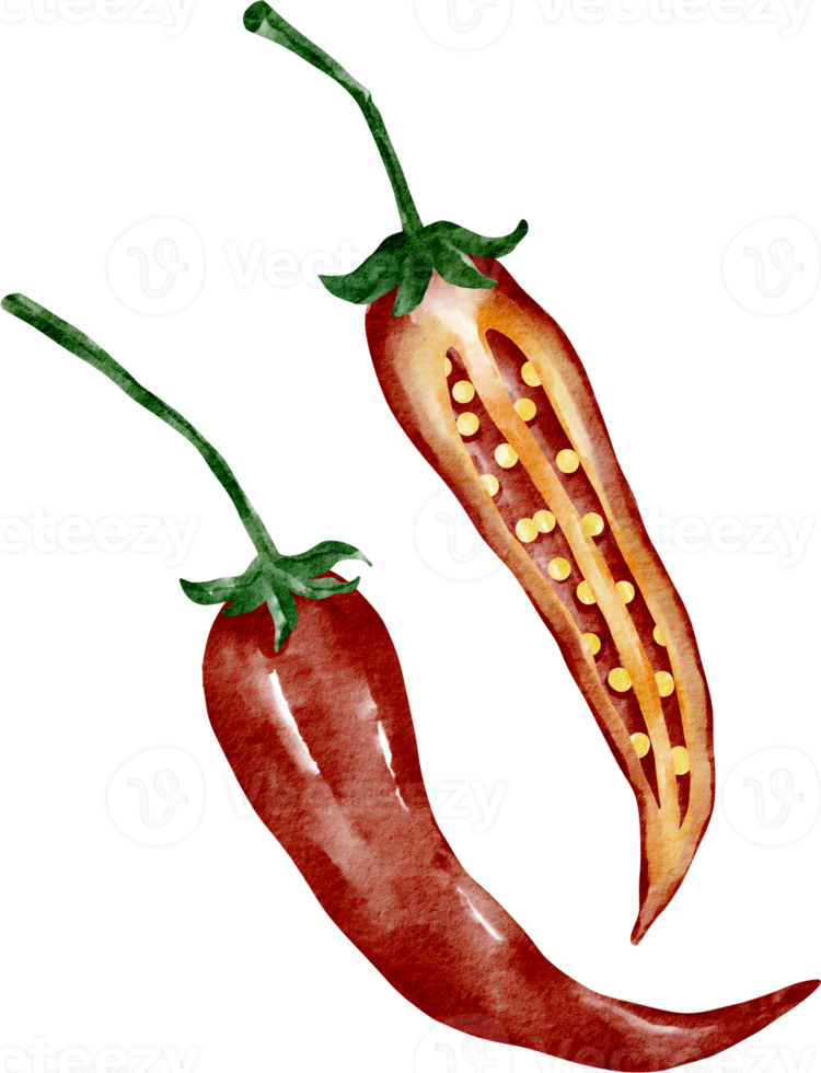 watercolor chilli vegetable png