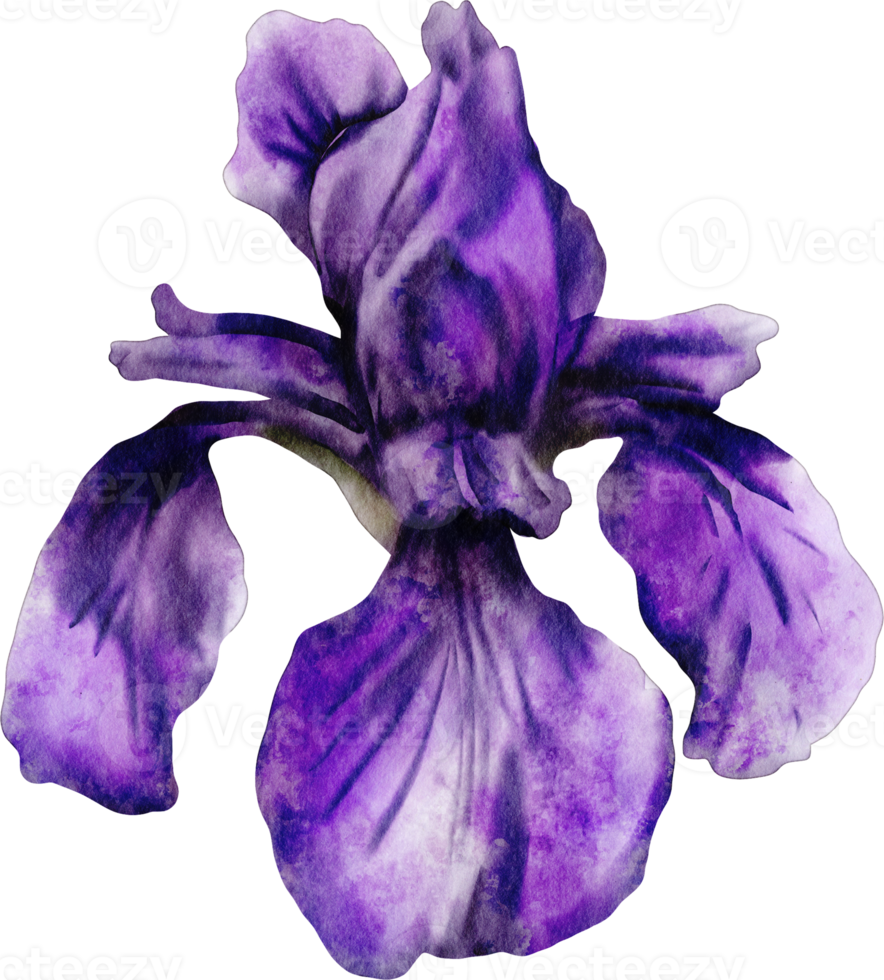 vattenfärg iris blomma png
