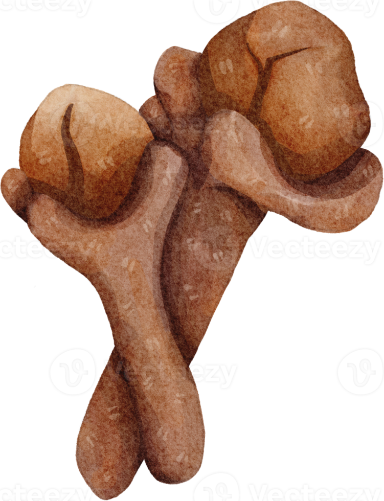 vattenfärg kryddnejlika klämma konst png