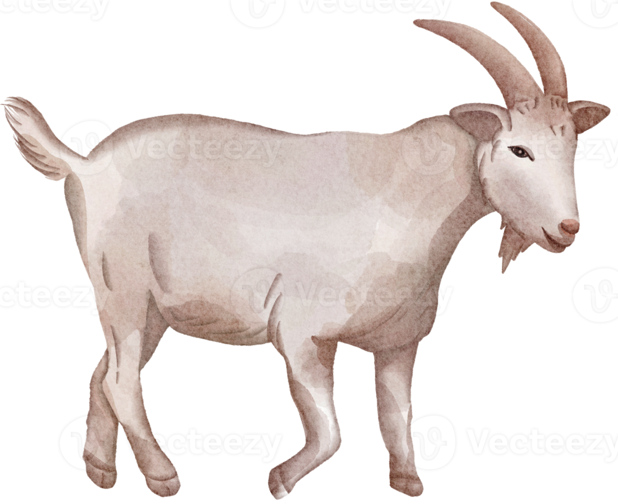 watercolor goat clip art png