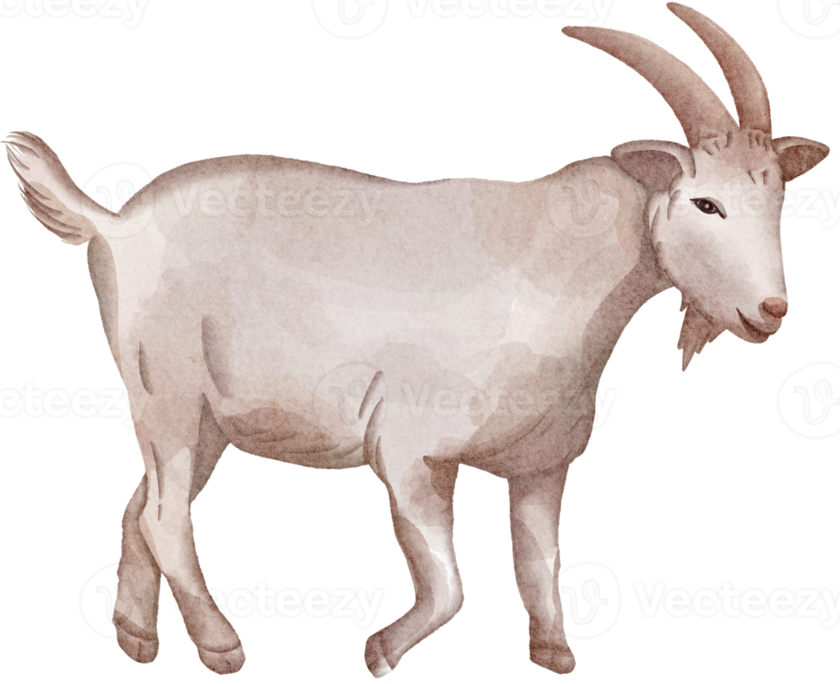 clipart de cabra acuarela png