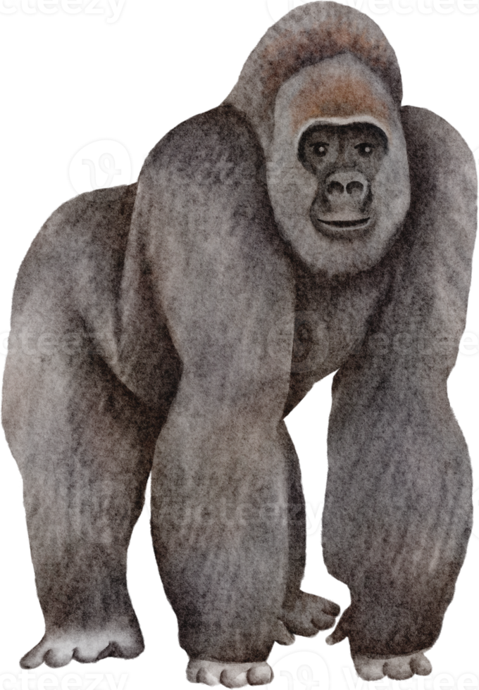 gorilla vattenfärg klämma konst png