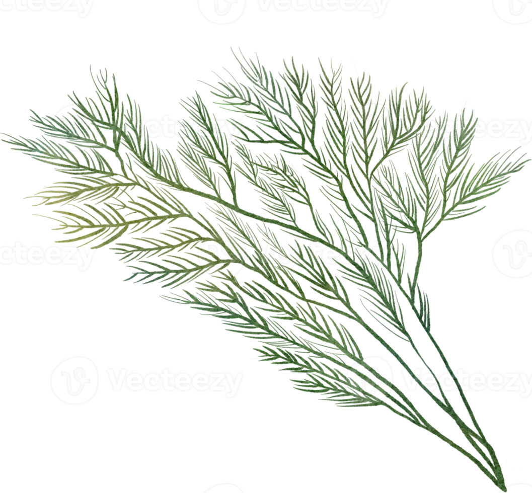 watercolor dill clip art png