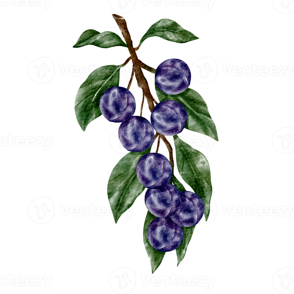 watercolor plum element fruit png