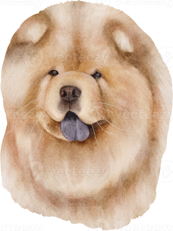 perro chow chow acuarela png