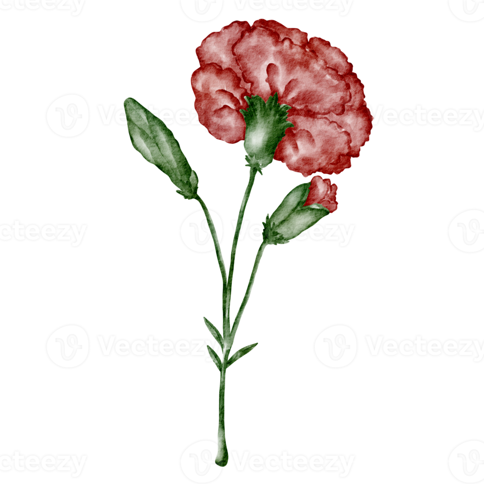 watercolor carnation flower clip art red png
