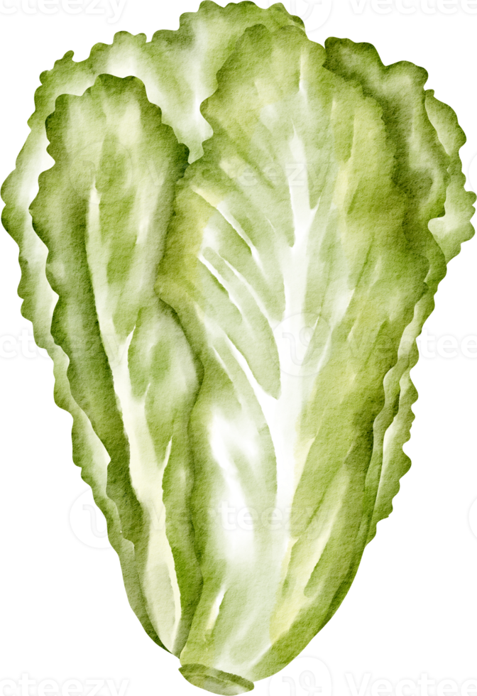 vegetal de alface aquarela png